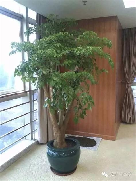 家裡種桑樹 適合放辦公室的植物